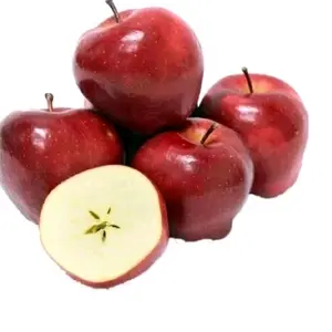 Benih atau tanaman apel  merah okulasi