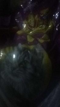 Product Review of Makanan Kucing Bolt 800gr dan 1kg All Varian Repack Adult dan Kitten whiskas from a**9 0