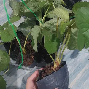 Bibit Strawberry Mencir Jumbo Siap Tanam Cocok Di Dataran Rendah