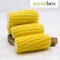 Gambar Jagung Manis Kupas Konvensional 1 kg - Jagung Manis Kupas Konvensional 1 kg Sayurbox dari Sayurbox Kota Administrasi Jakarta Selatan 1 Tokopedia