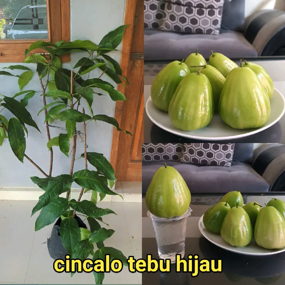 BIBIT JAMBU AIR CINCALO TEBU