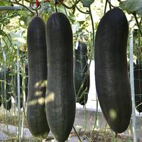 Gambar Benih Melon Musim Dingin Kulit Hitam Raksasa Hasil Tinggi (30 Biji) Benih Labu Lilin Segar untuk Menanam Tanaman Sayuran Benih Sayuran Organik untuk Pot Berkebun Benih Tanaman Sayuran Labu Putih Tanaman Sayuran Hidup Dijual Tanaman Luar Ruangan Buto - 4 pack dari Benih Pilihan Alam Kota Administrasi Jakarta Pusat 4 Tokopedia