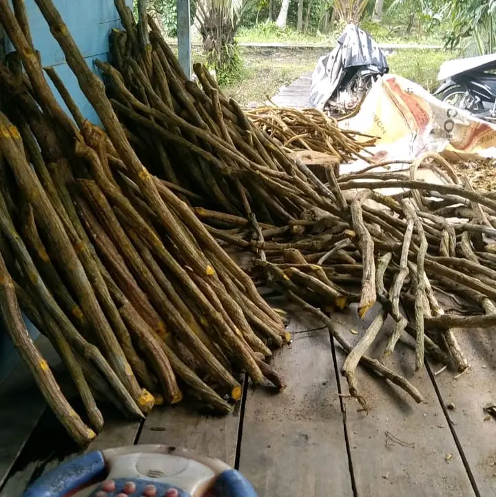 Akar Bajakah Tampala Merah / Kayu Bajakah Tampala Merah (Asli Dari Kalimantan) Kanker/Tumor/Diabestes/Kista/Darah Tinggi/Ambeyen/Benjolan/Gondok/Kelenjar 4