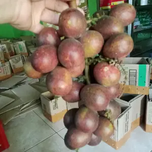 matoa masis fres baru petik