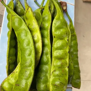 PETE PADI MINI ASLI WONOGIRI