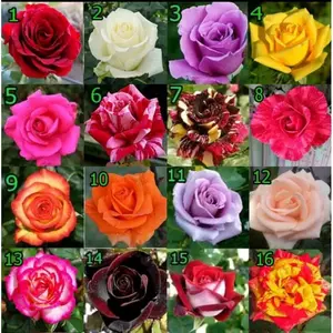 Bunga mawar import berbunga cantik paket isi 3