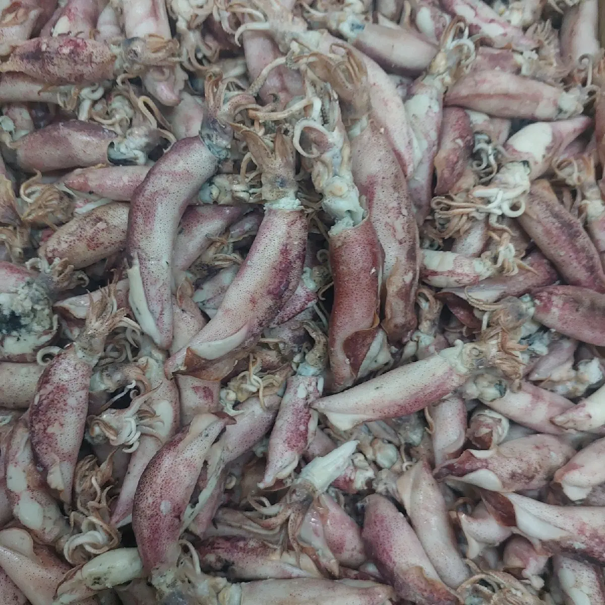 CUMI REBUS ASIN JARUM UKURAN SEDANG SUPER Food