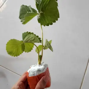 Bibit Strawberry Mencir Jumbo Siap Tanam Cocok Di Dataran Rendah