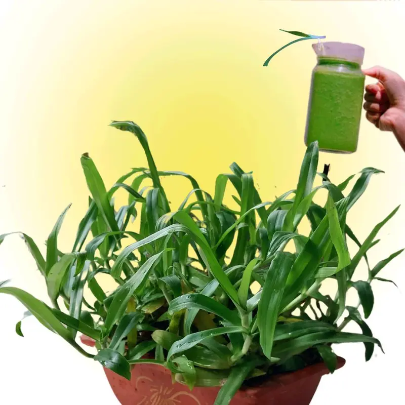 1 bầu cây LINH CHI THẢO già đang đẻ nhánh 2