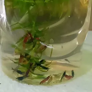 paket 3warna udang sintetis aquarium 40pcs aquascape