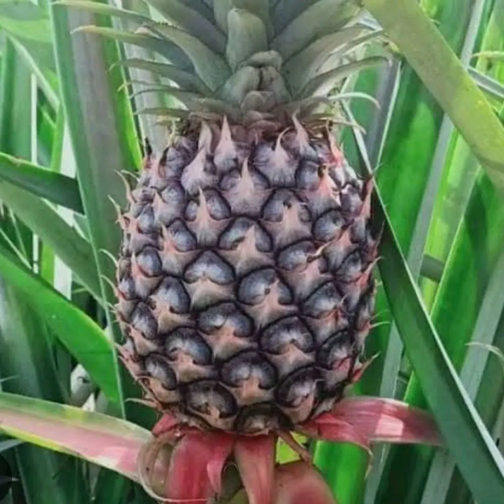 buah nanas muda segar dan fresh