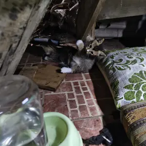 Tempat Makan Kucing Otomatis 500ml Tempat Minum Kucing Otomatis Mangkok Kucing Anjing Wadah Makanan Kucing Pet Accessories