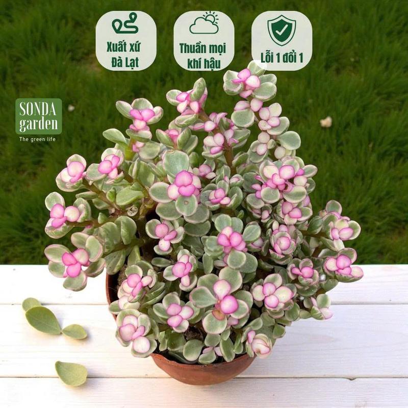  Sen đá đô la hồng SONDA GARDEN size trung bình 7-8cm cây sen đá sen đá đẹp trang trí nhà cửa 