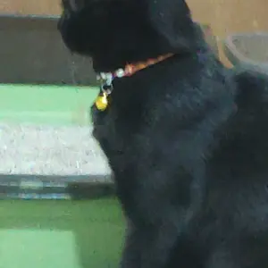 Kalung kucing 3 lonceng tali kulit korea kuat anti air warna cerah