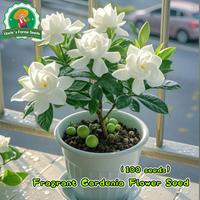 Gambar 100pcs/pack Benih Bunga Gardenia Segar Asli Untuk Menanam Bonsai, Benih Untuk Berkebun, Benih Gardenia Bonsai Filipina, Tanaman Hidup Gardenia Wangi, Tanaman Dalam Ruangan, Tanaman Hias Berbunga, Benih Tanaman Pembersih Udara, Benih Bunga Melati Tanjung - 4 packs - Seeds dari Benih Pilihan Alam Kota Administrasi Jakarta Pusat 2 Tokopedia