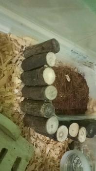 Product Review of Mainan Hamster Jembatan HaHamster Fleksibel from m**e 0