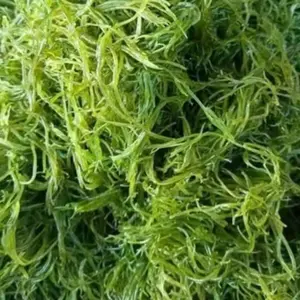 Rumput laut buat kuah bakso ikan