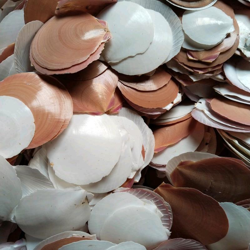 kulit kerang simping untuk kerajinan dan filter kolam 1