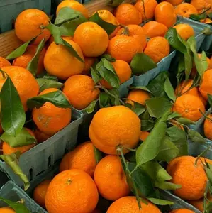 Bibit  jeruk santang madu sudah berbuah lebat siap di tanam