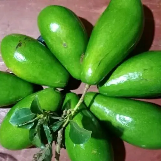 benih alpukat ( bbt alpukat siger jumbo )