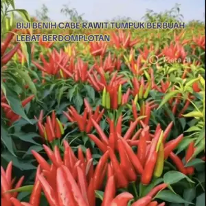 100 BUTIR BIJI BENIH CABE RAWIT MAHKOTA TUMPUK