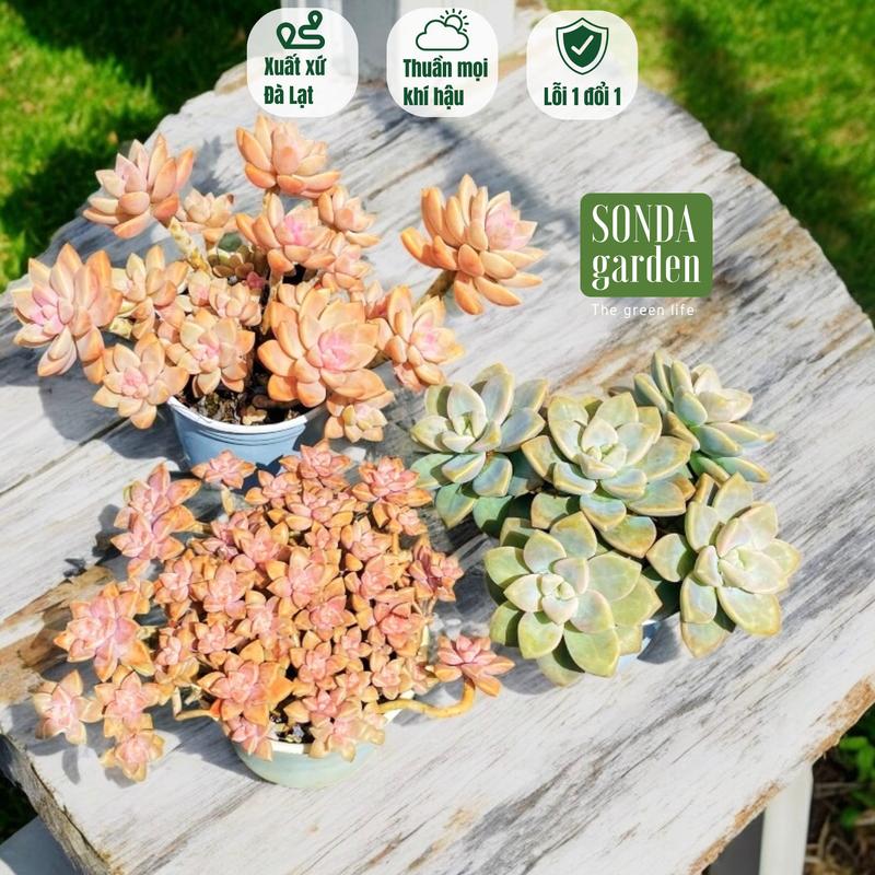 Sen đá full nắng mưa thụ 3 cây size trung bình kèm 1kg đất (Pink gem, đá tím, hoàng thạch) SONDA GARDEN
