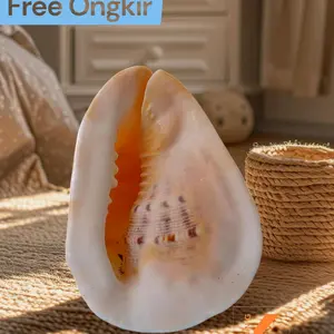 Cangkang kerang casiss cornuta original