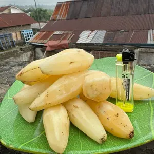 Umbi Yacon Premium Manis dengan Ukuran besar 1 kg Alami dari Andes Amerika Selatan