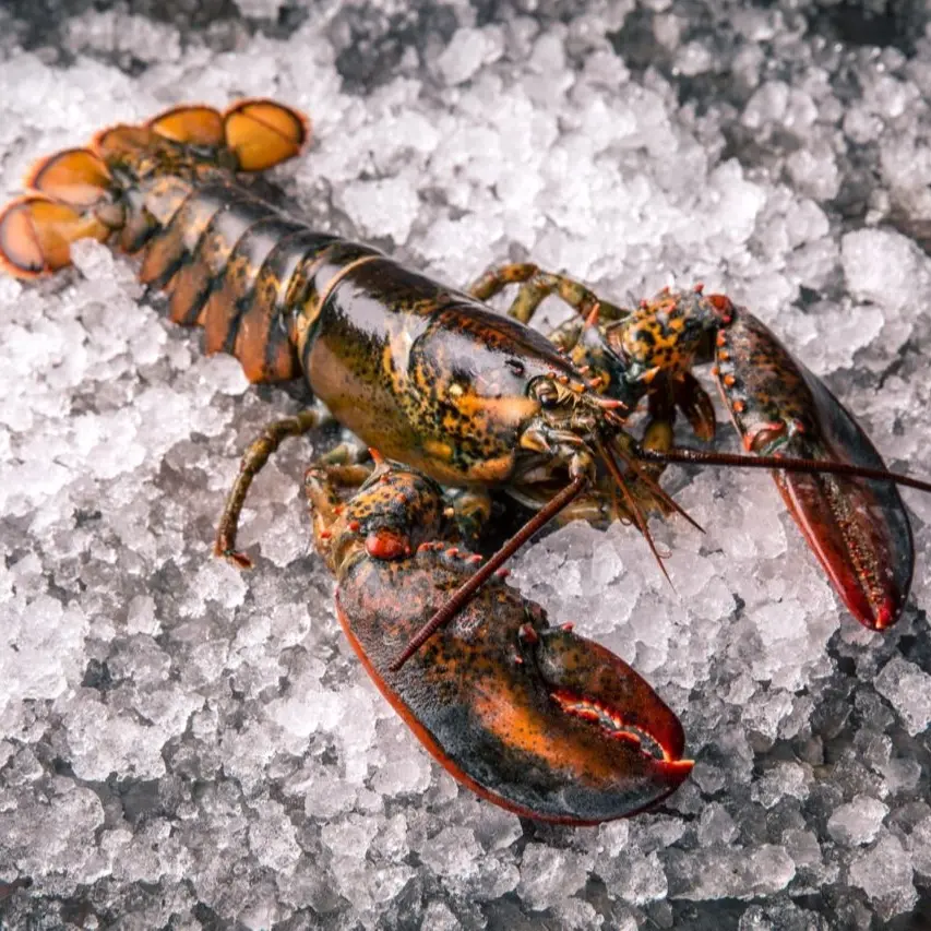 Whole American Lobster 400-450g/pc