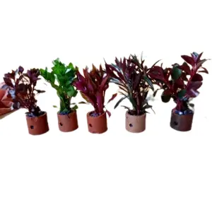 paket 5 jenis 5 pot tanaman aquarium