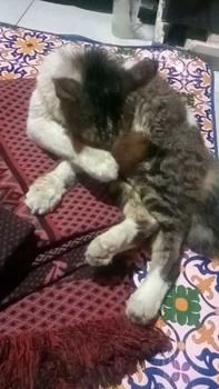 Product Review of Salep Krim Fungiluk Penghilang Jamur Scabies Kulit Kucing Anjing Anti Gatal Hewan Peliharaan Aerizoo from a**k i**9 1
