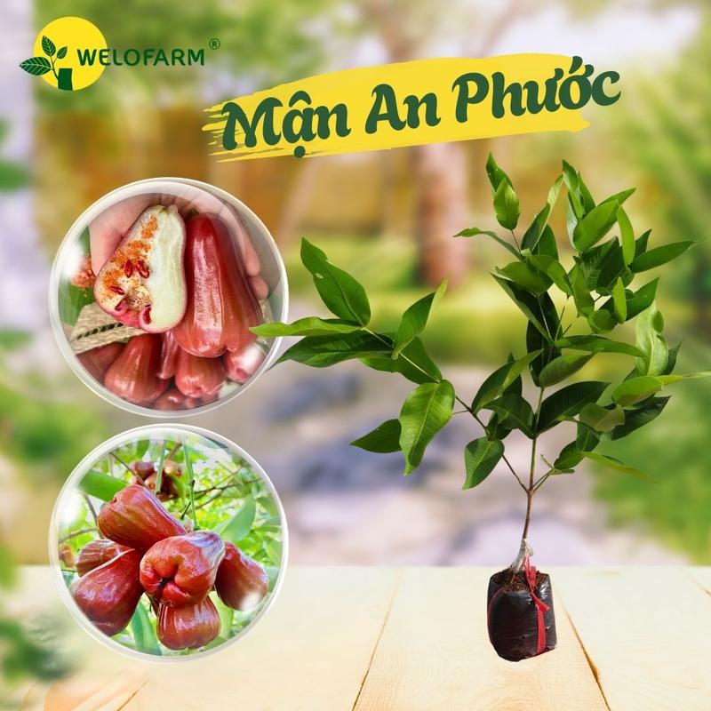   MẬN AN PHƯỚC  CÂY GIỐNG MẬN AN PHƯỚC Ghép Chui Cành - Không Kén Đất Sai Trái Trái To Giòn Ngọt 
