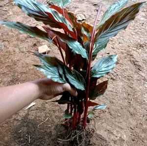 bibit kecombrang merah unggul