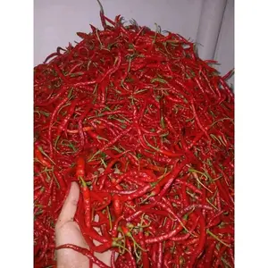 Cabe merah kriting (CMK) cabe kriting
