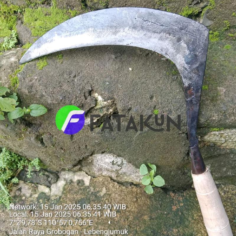 Sabit rumput bantu panen padi di sawah pande asli putatsari grobogan ...