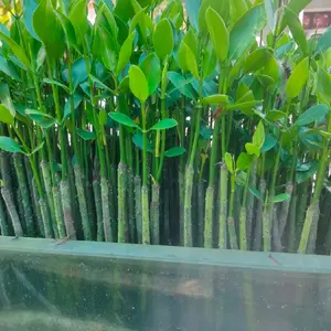 FILTER AQUARIUM DAN KOLAM IKAN KOi Menjernihkan air mangrove