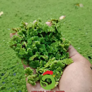 Azolla Microphylla Pakan Ternak Protein Tinggi Untuk Konsentrat Ayam Pur 595 591 Isi 500grm Meningkatkan Pertumbuhan Dan Kesehatan Ternak