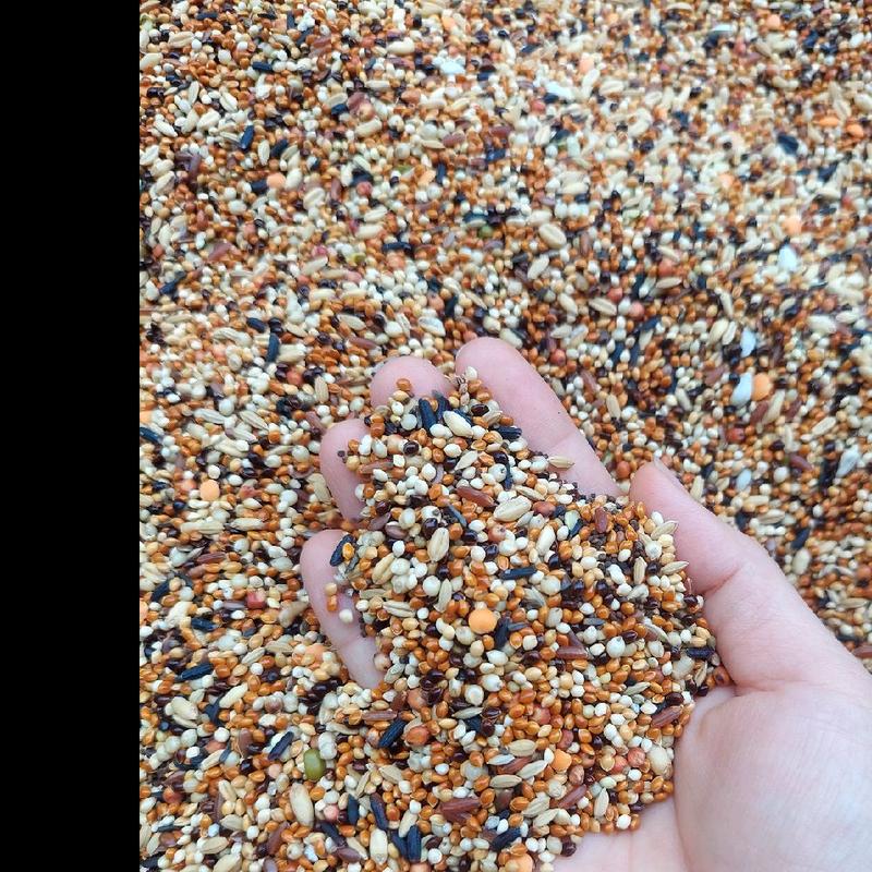 Ngũ cốc siêu víp 170k 5kg đặt biệt k ngô . Giúp chim sung . Gáy nhiều . Hổ trợ tiêu hoá . Thức ăn ưa thích cho cu gáy vẹt yến phụng vvv