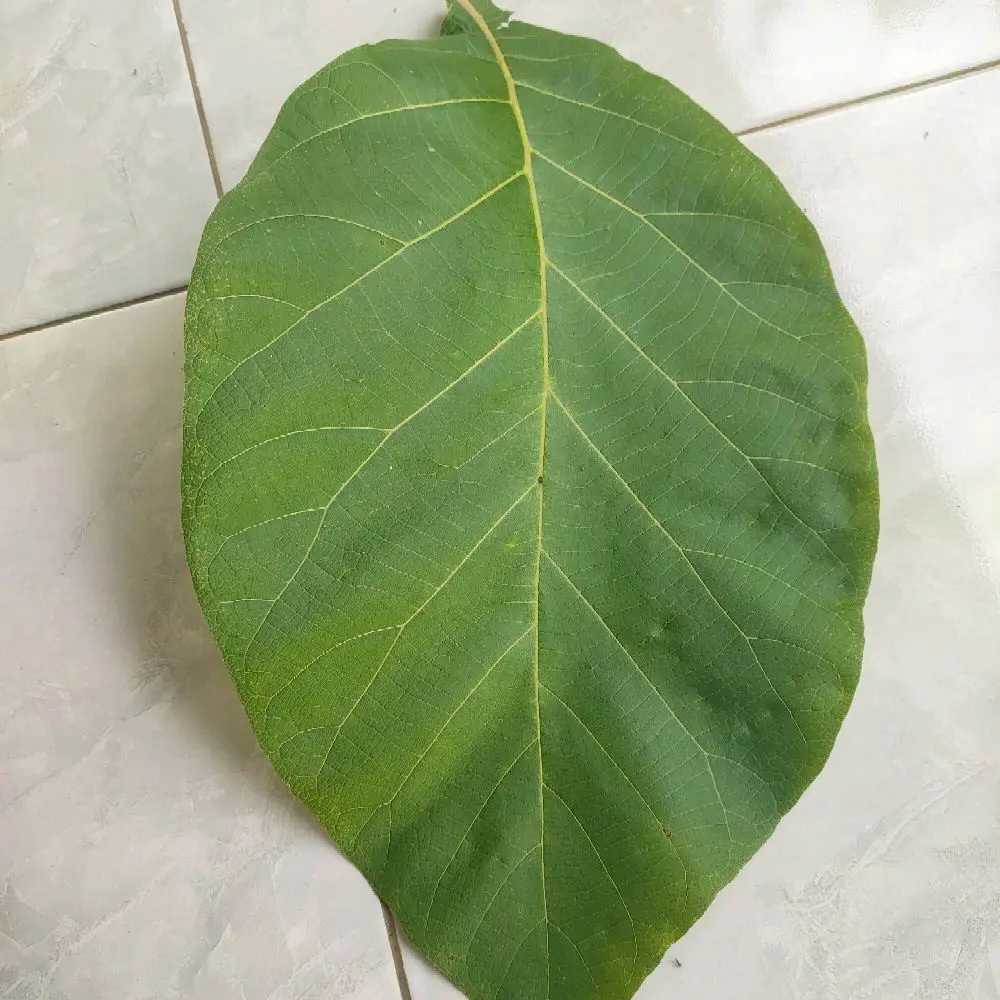 Daun Jati Untuk Bungkus Makanan