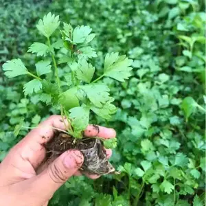 Paket Murah Hemat 10 Bibit Seledri Siap Tanam