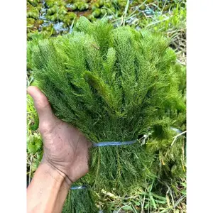 myriophilum/ekor tupai per 10-100 batang tanaman hias aquascape