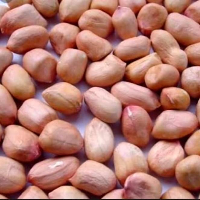 500gram bibit benih kacang tanah super//kacang tanah super cepat tumbuh Tanaman 3