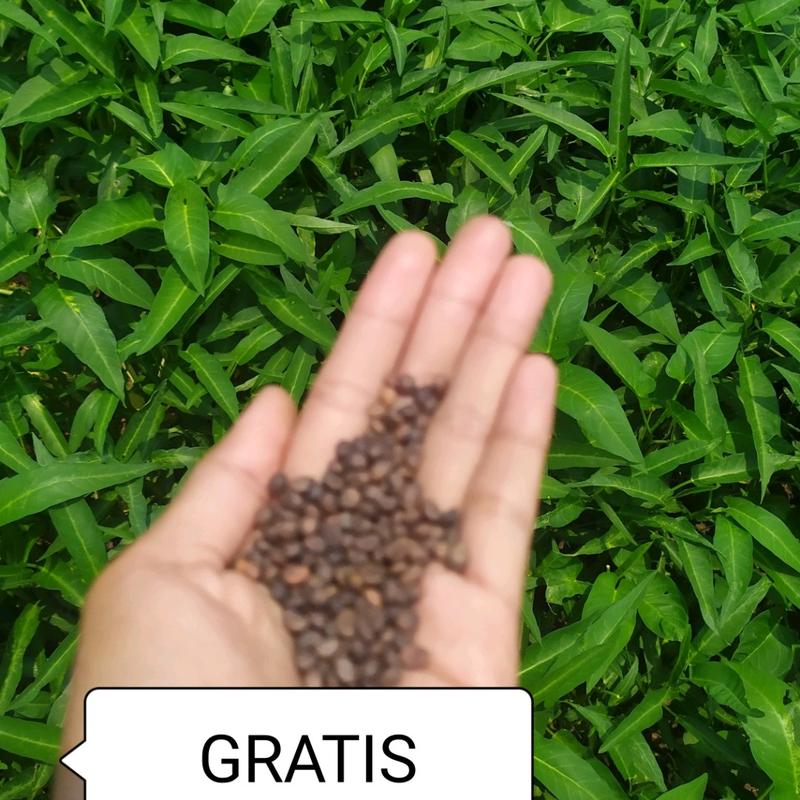 Paket 2 Stik Asah dan Varian Kasar dan Halus (BISA ECER) - Sharpening Bar Honing Bar Gunting Pisau - Asah Ungkalan/ GRATIS BENIH KANGKUNG 4