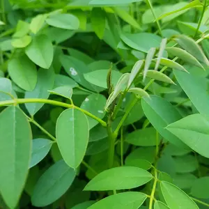 Bibit Indigofera Beli 5 gratis 1 tanaman indigofera pakan ternak kambing bergizi tinggi