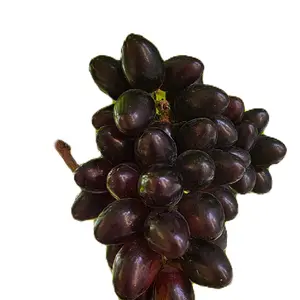 Benih Anggur Import Yummy Rembo - Bibit Siap Tanam Dengan Root Stok Import untuk Tumbuhan Anda