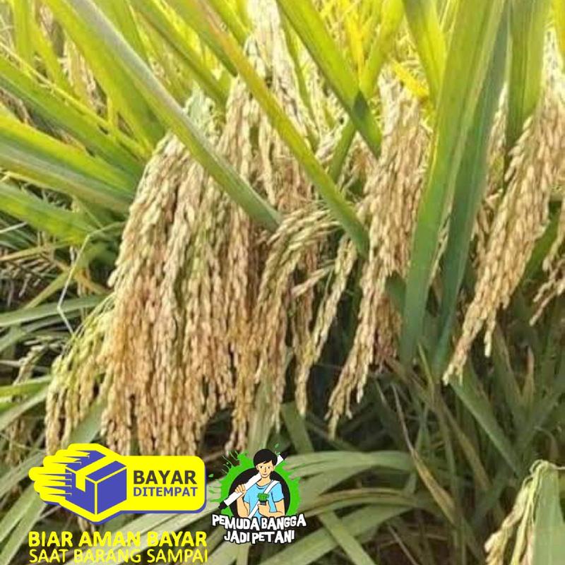 BENIH PADI CIBATU1KG (pengusaha tani@09) 3