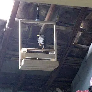Tali Kaki Burung Angkelet Tali Kutilang Black Nilon Anti Melintir