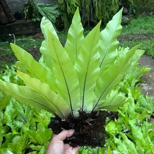 tanaman hias kadaka + media tanam pakis lempeng