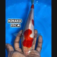 Gambar ikan koi Blitar / cemani farm / kohaku 005 dari cemani farm koi Kota Administrasi Jakarta Selatan 1 Tokopedia