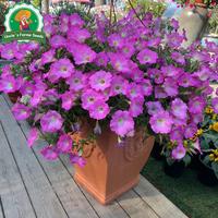 Gambar 800 Biji Bunga Petunia Berwarna-warni Untuk Menanam Benih Morning Glory, Benih Tanaman Hias Gantung Berkebun, Bibit Bonsai, Menanam Bunga, Dekorasi Taman Luar Ruangan Colorful Petunia Flower Seeds - 2 Paket  dari Benih Pilihan Alam Kota Administrasi Jakarta Pusat 3 Tokopedia